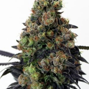 Acid Dough X3 - Ripper Seeds