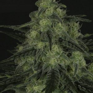 Black Valley X3 - Ripper Seeds