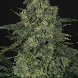 Criminal X3 - Ripper Seeds