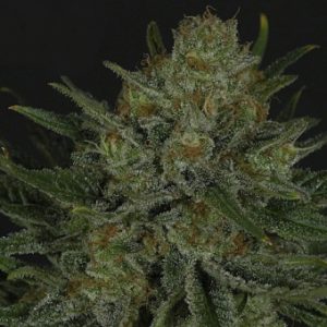 Double Glock X3 - Ripper Seeds