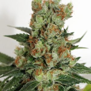 Fuel OG X3 - Ripper Seeds