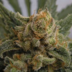 Grapegum X3 - Ripper Seeds