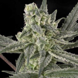 Old School X3 - Ripper Seeds