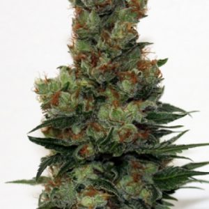 Badazz X3 - Ripper Seeds