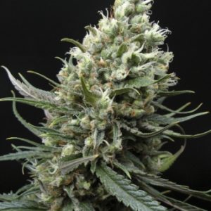 Ripper Haze X3 - Ripper Seeds