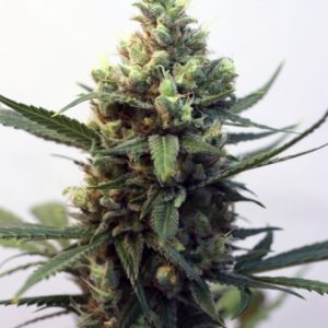 Toxic Fem X3 - Ripper Seeds