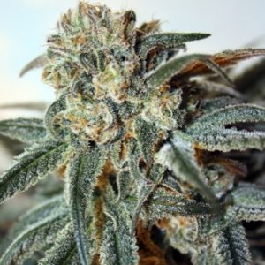 Zombie Kush X3 - Ripper Seeds
