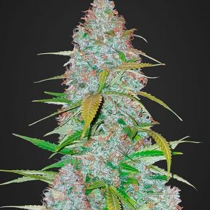 Californian Snow Auto x1 - Fast Buds