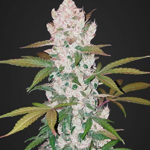 Girl Scout Cookies Auto x3 - Fast Buds