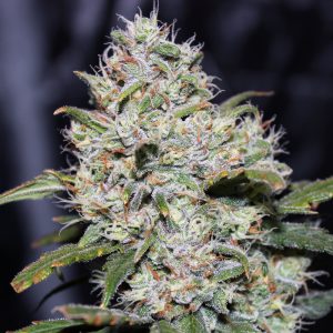 GORILLA GLUE AUTO X1 - FASTBUDS