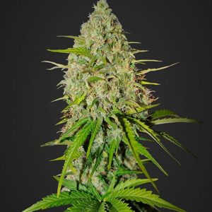 Grapefruit Auto x3 - Fast Buds