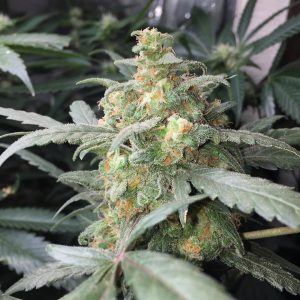 Green Crack Auto x3 - Fast Buds