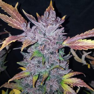 LSD-25 Auto x3 - Fast buds