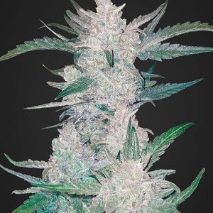Mexican Airlines Auto x3 - Fast Buds
