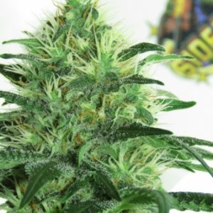 Sideral X3 - Ripper Seeds