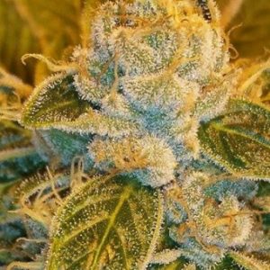 Sour Ripper X3 - Ripper Seeds
