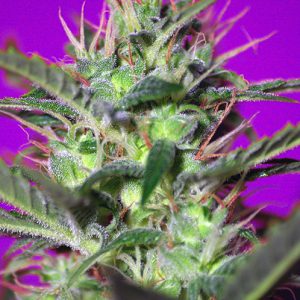 Botafumeiros x4 - Sweet Seeds