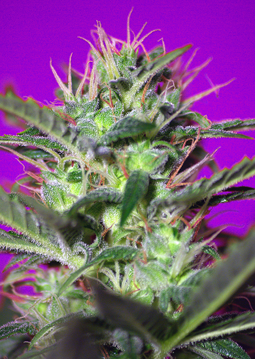 Botafumeiros x4 - Sweet Seeds