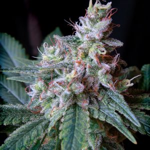 Cream Caramel FV x 4 - Sweet Seeds