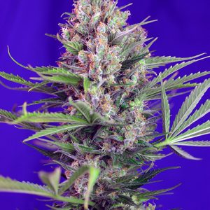 Cream Mandarine FV x4 - Sweet Seeds