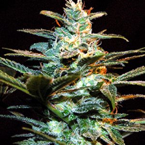 Ice Cool x4 - Sweet Seeds