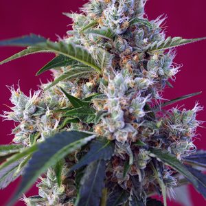 Indigo Berry Kush x4 - Sweet Seeds