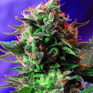 Jack 47 x4 - Sweet Seeds