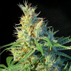 Psicodelicia x4 - Sweet Seeds