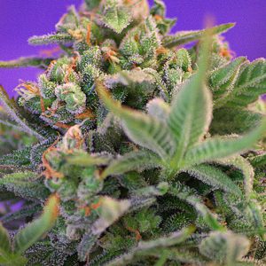 Sweet Cheese x4 - Sweet Seeds