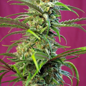 Sweet Tai x4 - Sweet Seeds