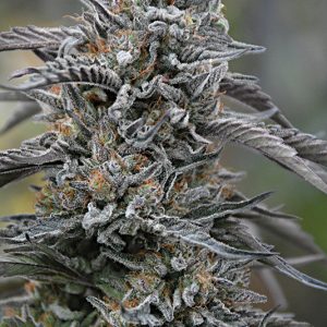 BLACK D.O.G. X3 - HUMBOLDT SEEDS