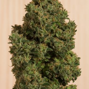 BLUE DREAM CBD X3 - HUMBOLDT SEEDS