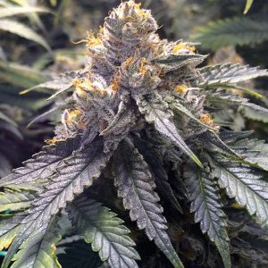 Bubbas Gift x3 - Humboldt Seeds