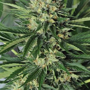 Dr Greenthumb’s Em-Dog By B-Real x3 - Humboldt Seeds