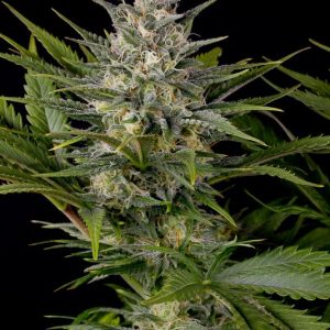 Pineapple Skunk x3 - Humboldt Seeds