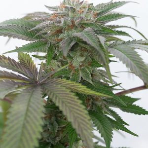 BUBBA KUSH 2.0 X3 - HUMBOLDT SEEDS
