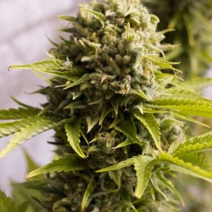 BUBBA CHEESE AUTO X3 - HUMBOLDT SEEDS
