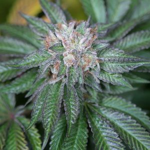 MASTER KUSH X3 - HUMBOLDT SEEDS