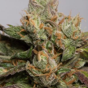 707 Trhuthband X3 - Humboldt Seeds