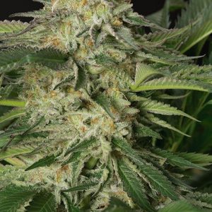 LEMON GARLIC OG FEM X3 - HUMBOLDT SEEDS