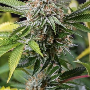 MANGO SAPPHIRE X3 - HUMBOLDT SEEDS