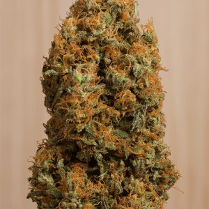 GREEN CRACK CBD X3 - HUMBOLDT SEEDS