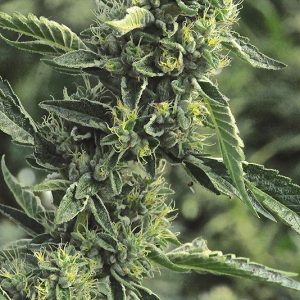 OG Kush X3 - Humboldt Seeds