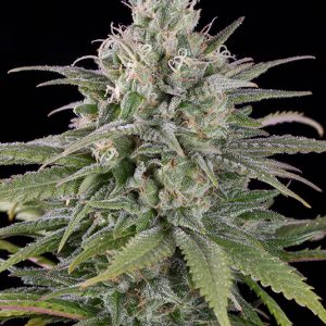 UK CHEESE AUTO X3 - HUMBOLDT SEEDS