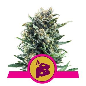 Blue Cheese x3 - Royal Queen Seeds