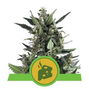 Blue Cheese Auto x1 - Royal Queen Seeds