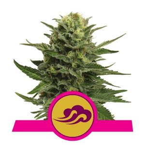Blue Mystic x3 - Royal Queen Seeds