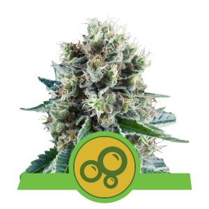 Bubble Kush Auto x3 – Royal Queen Seeds