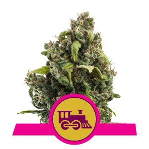 Candy Kush Express x1 - Royal Queen Seeds