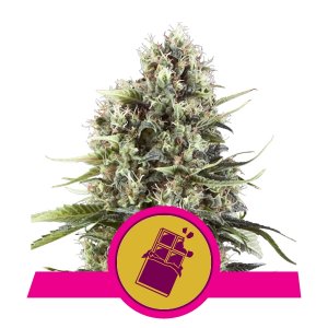 Chocolate Haze x3 - Royal Queen Seeds